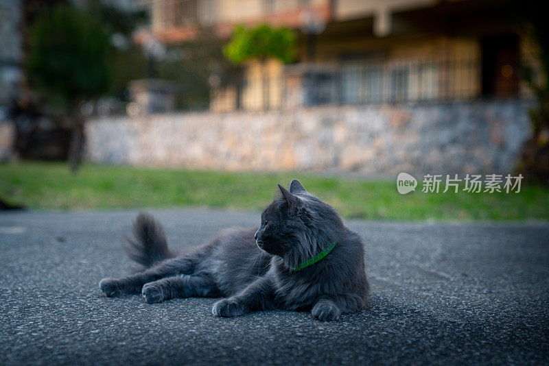 可爱的猫在街上走。对焦眼睛，背景和前景模糊/模糊